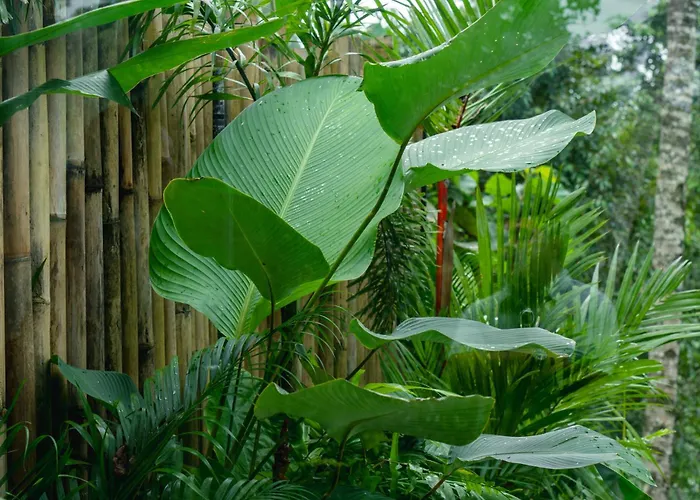 Utopia Concept Bali - Adults Only Ubud (Bali)